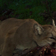 Illustration for article titled Oh Hai! Amazing Photos Capture LA's Newest Baby Mountain Lions